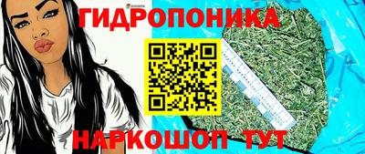 шишки Кингисепп